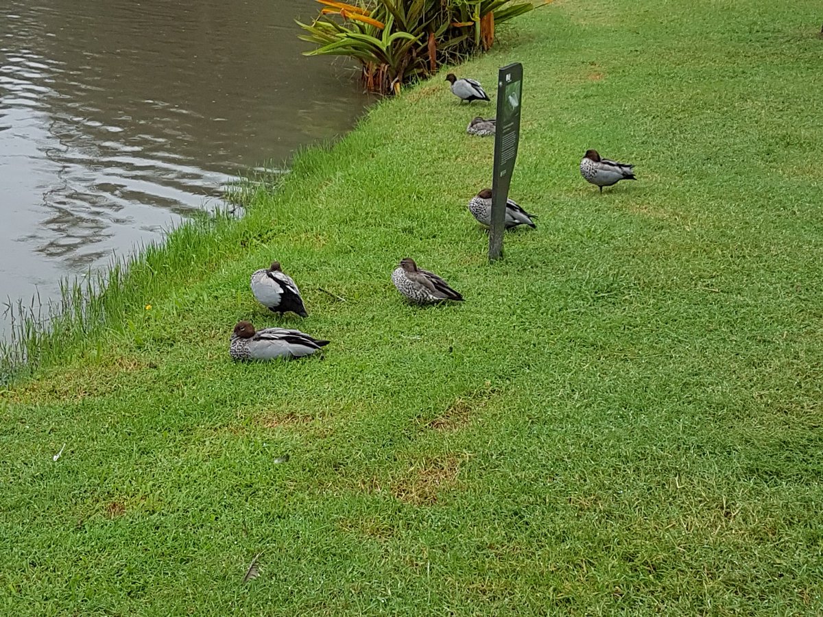 BMac_TLDR's tweet photo. Apparently it is not even weather for ducks #uqlakes #uq https://t.co/8PFXESsNJC