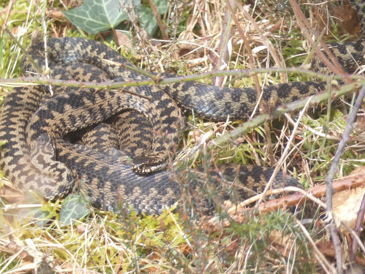 North West Wales ARG tweet media