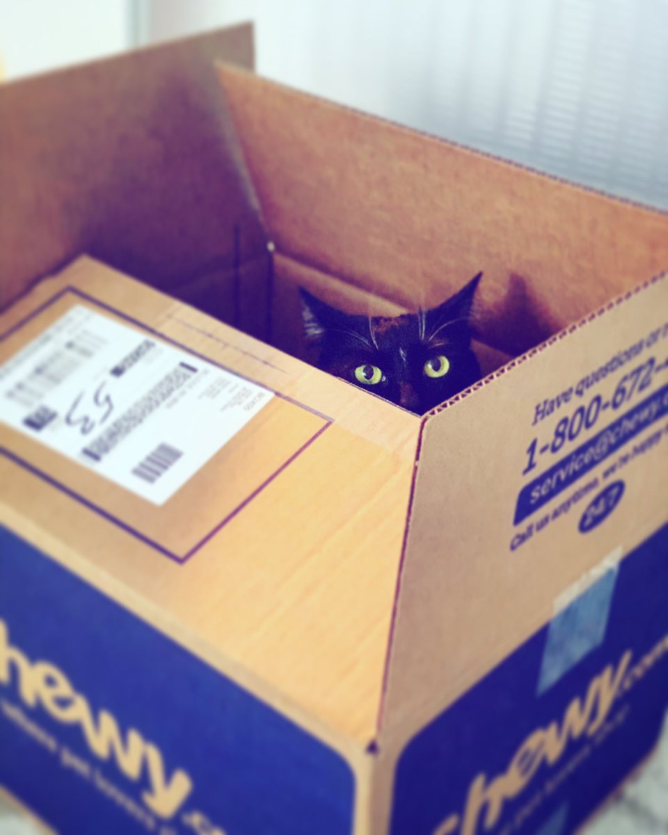 TheRealMeow4's tweet photo. Hello 🐾 https://t.co/o9KWodWfRu