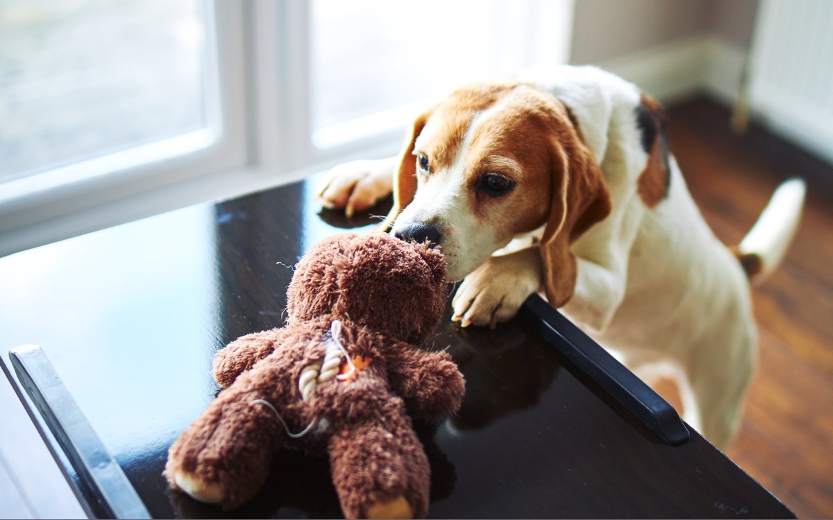 Well the world's going down to the toilet, but at least I fixed my little boy's teddy bear! #Beagle  fourleggedpal.com/2020/03/08/bio…