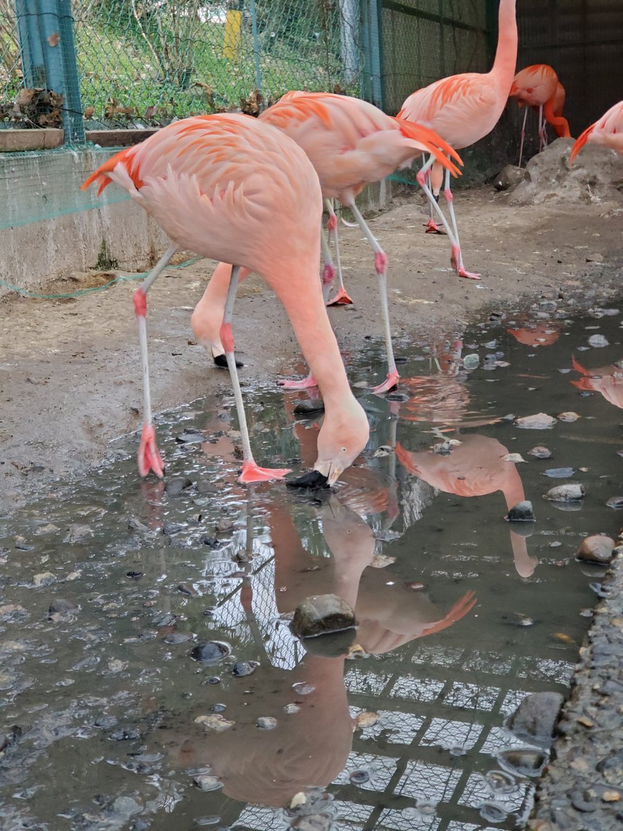 須坂市動物園 公式 おはようございます 足と首の長い フラミンゴ みなさんはどのくらい前屈できますか 須坂市動物園 須坂市 チリーフラミンゴ