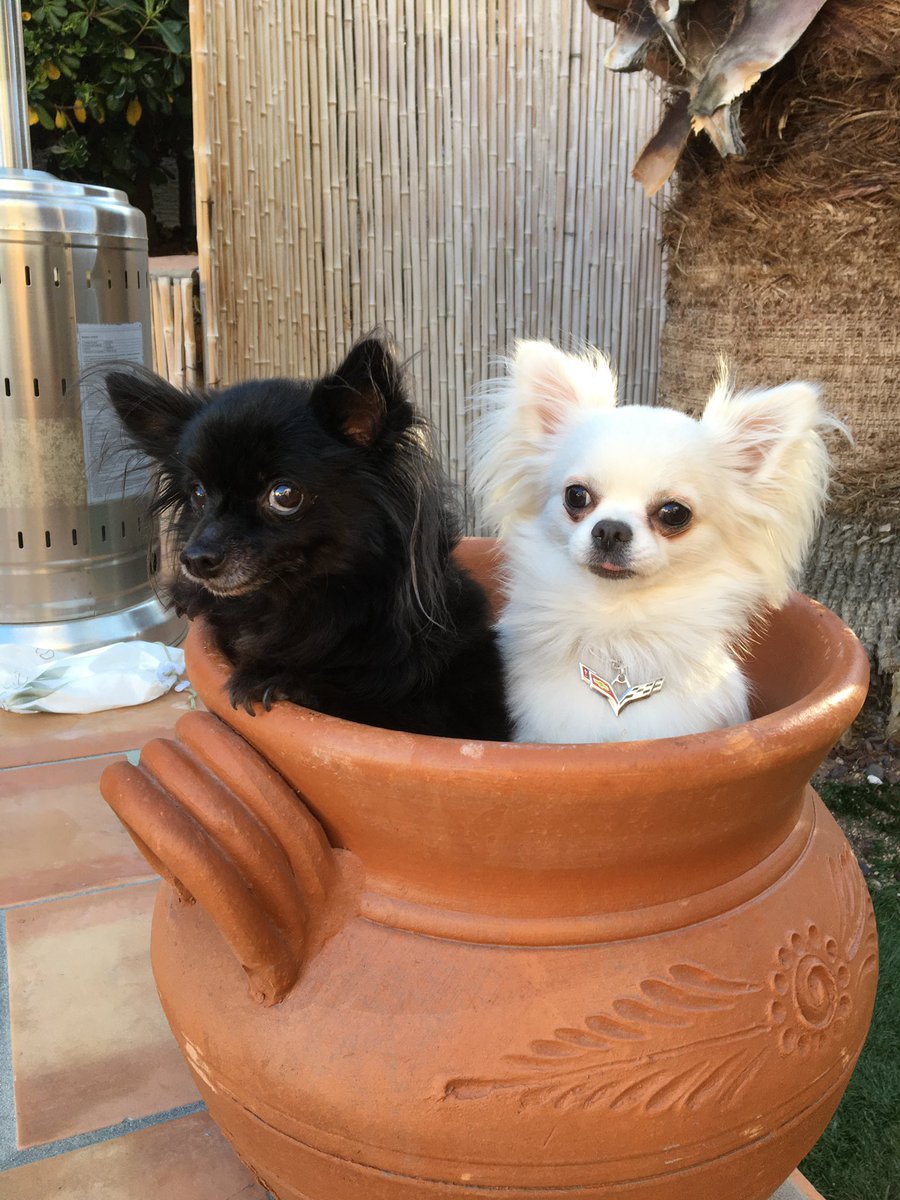 CanineJake's tweet photo. Gardening with my buddy @caninehank!! 🌸🌼 https://t.co/pmFyi5ehFQ
