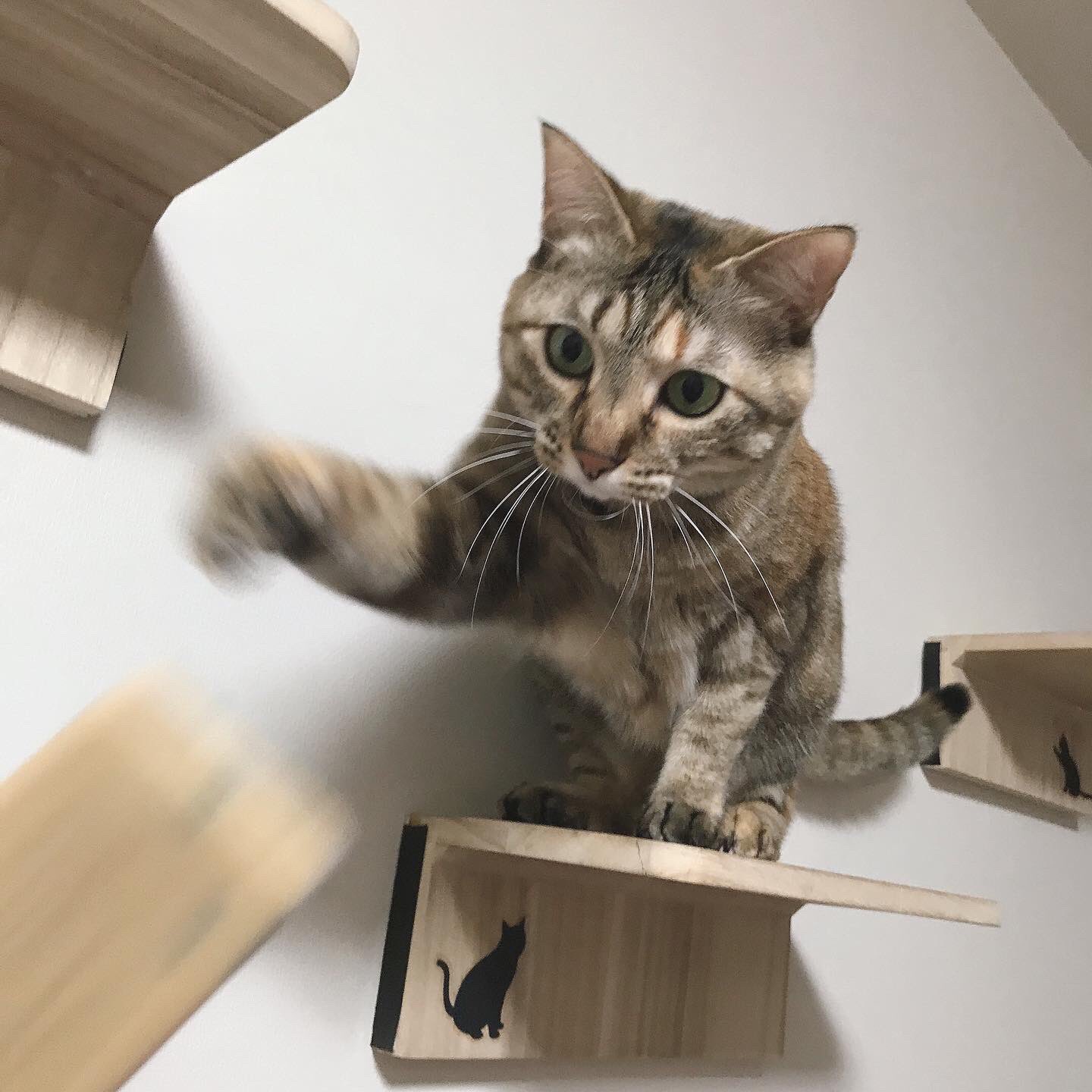 オープニング大セール】 【手足首可動】すみれの春風ねこさん おもちゃ