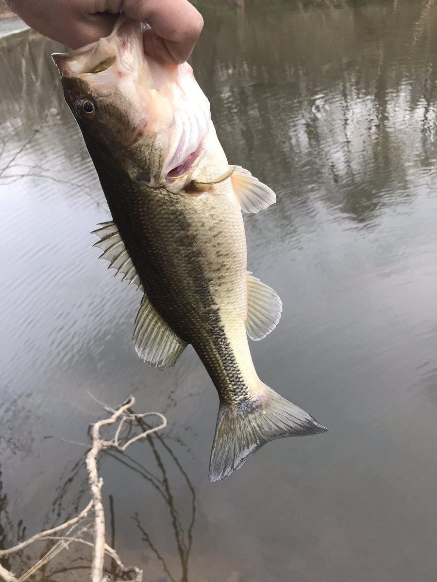 Jlamonds's tweet photo. They biting like no tomorrow on the river already 🔥🥰 https://t.co/kdWxz00Sja