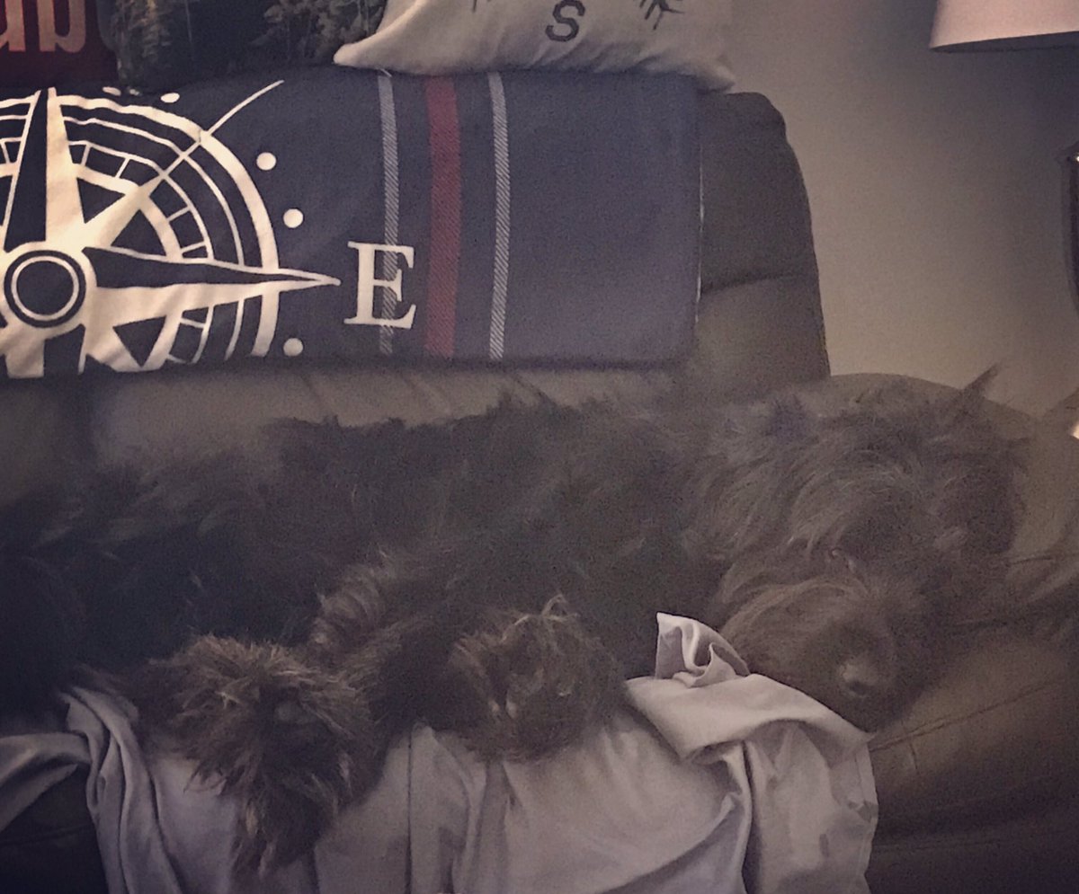 TheCigritsWife's tweet photo. Charlie โค๏ธs his naps @TheCigrit #TheCigritโ๏ธ #Labradoodle #naptime #dog #socute #ownstheloveseat #dogthing https://t.co/RzMNnfuZ6G