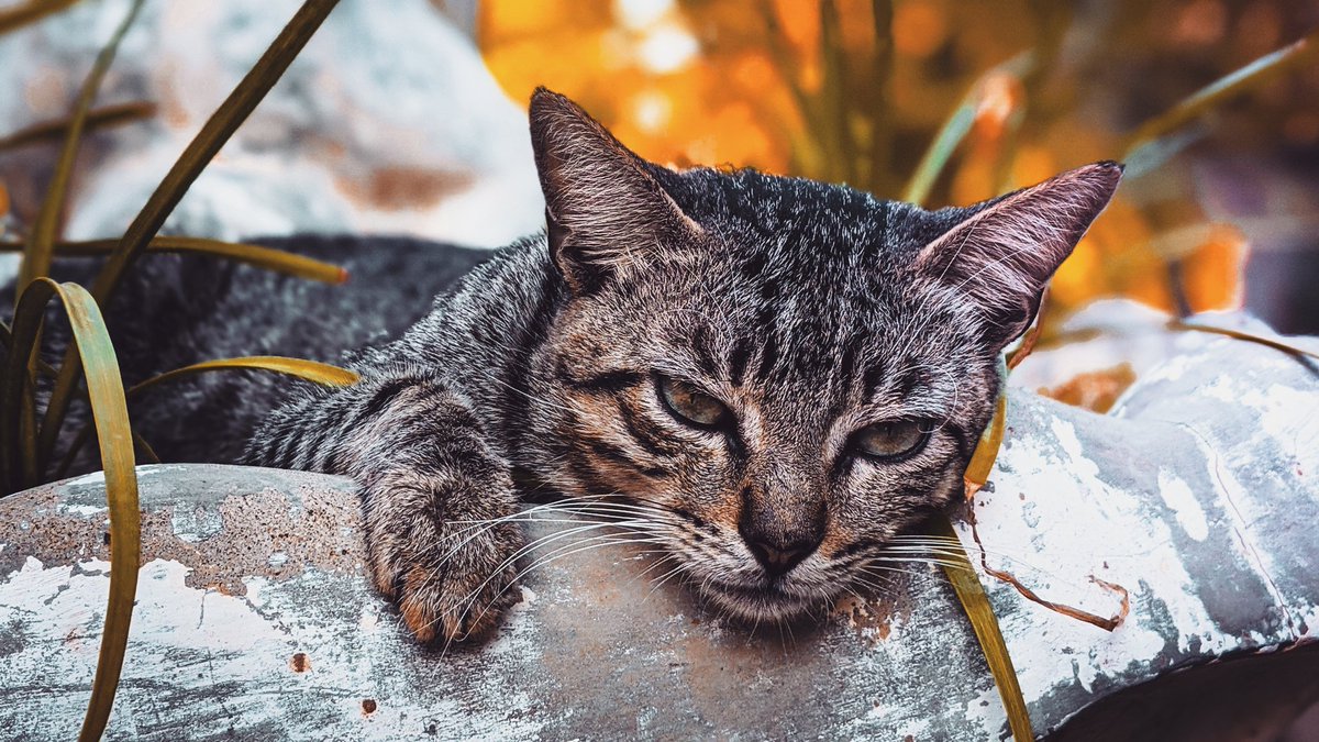 David_visualart's tweet image. #cat #cats #CatsOfTwitter