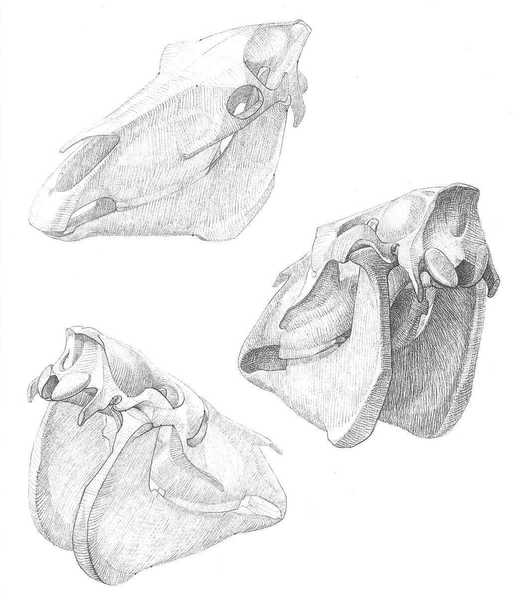 ゴットフリード・バメス『動物解剖学大全(Grosse Tieranatomie)』の図版には、普通の解剖図の他に、面に簡略化した小粋な図が掲載されている。最初はなぜ写実を目指さないか疑問だったが、この方法の良さがじわじわと染み込むように理解できるようになった。 