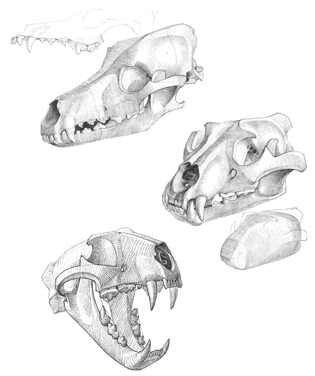 ゴットフリード・バメス『動物解剖学大全(Grosse Tieranatomie)』の図版には、普通の解剖図の他に、面に簡略化した小粋な図が掲載されている。最初はなぜ写実を目指さないか疑問だったが、この方法の良さがじわじわと染み込むように理解できるようになった。 