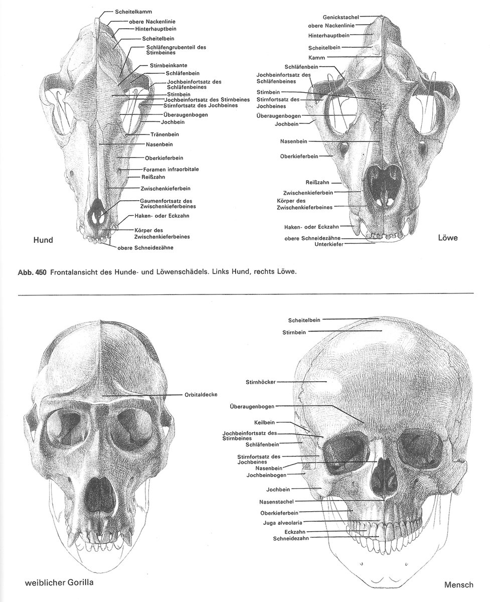 ゴットフリード・バメス『動物解剖学大全(Grosse Tieranatomie)』の図版には、普通の解剖図の他に、面に簡略化した小粋な図が掲載されている。最初はなぜ写実を目指さないか疑問だったが、この方法の良さがじわじわと染み込むように理解できるようになった。 