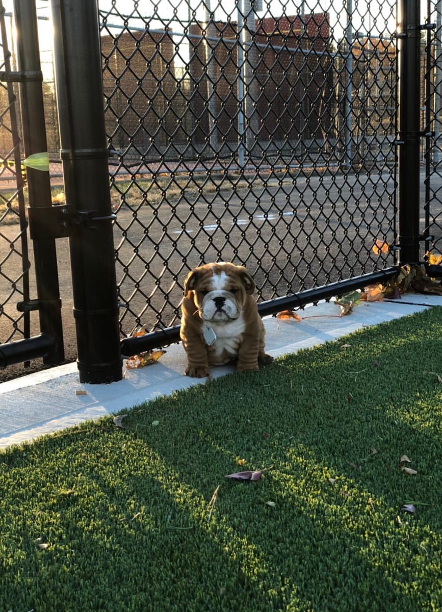 This is Tonka. It’s his first time at the park and he’s a little shy. Was wondering if you’d be his friend. 12/10 I’ve never wanted anything so bad