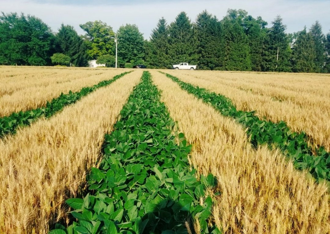 проверка фото на визу. капельная магистральная лента. Need cropping. подготовка почвы для посева сахарного тростника. севооборот сои.