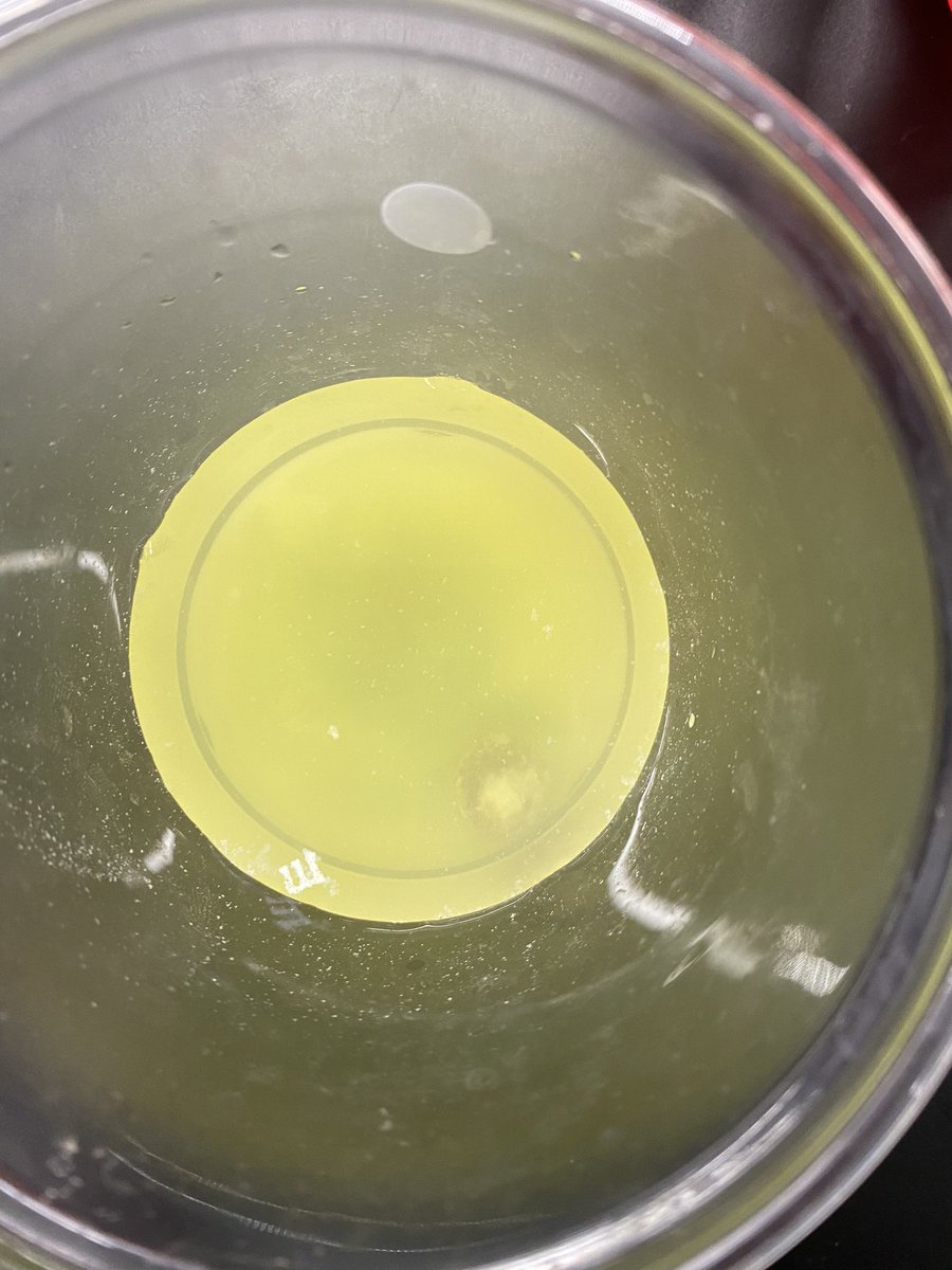 GoldbergTeach's tweet photo. @MLMSmuskies Today, Ss explored dissolving. They learned that the M on M&amp;M candies doesn’t dissolve and floats in water because it is nonpolar wax that is less dense than water. #science #chemistry https://t.co/dH4z3d8biD