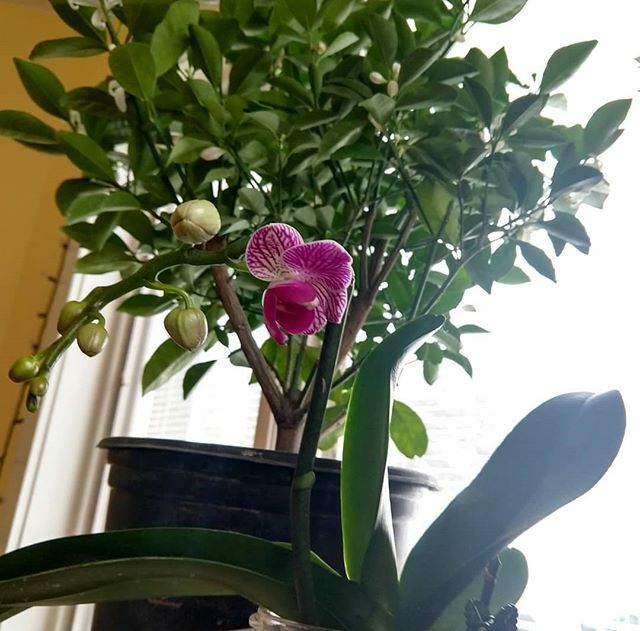 I got my orchid to throw new blooms! Well, this one. I killed the other one I bought last year. And I'm not sure the one I got this year is totally happy either. I clearly have no idea what I'm doing since I treat them all the same. #orchids #orchidsofin… ift.tt/2VWZPKw
