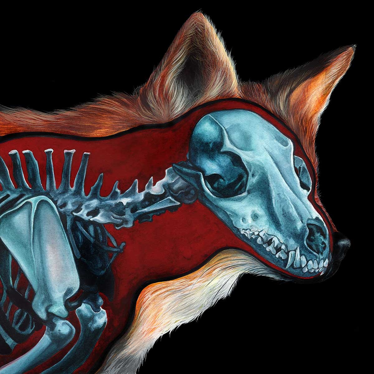 BaylaArt's tweet photo. Blue #fox complete on @trekell_art mounted #watercolor paper with @KremerPigments #watercolors
.
#Illustration #foxpainting #foxart #animalart #animalskullt #animalskeleton #taxidermy #foxanatomy #vulpesvulpes #watercolorpainting #watercolours #darkart #foxtaxidermy https://t.co/yjfGJ31p9B