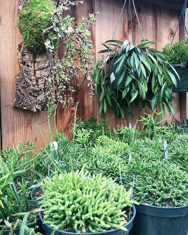Rhipsalis jungle 🌳 We love the texture of these!
.
.
.
.
.
.
.
.
.
.
.
.
.
.
.
.
#rhipsalis #succulents #succulentsofinstagram #succulent #succulentlove #succulentgarden #succulentshop #succulente #succulentaddict #succulentcollection #succulentjunki… ift.tt/3345nV3