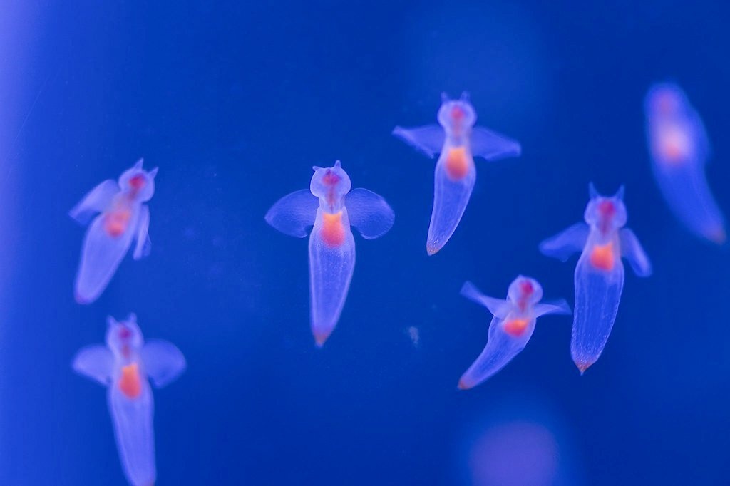 ミジンコ (@P6lxbBUXQAOA6V9) / Posts / X