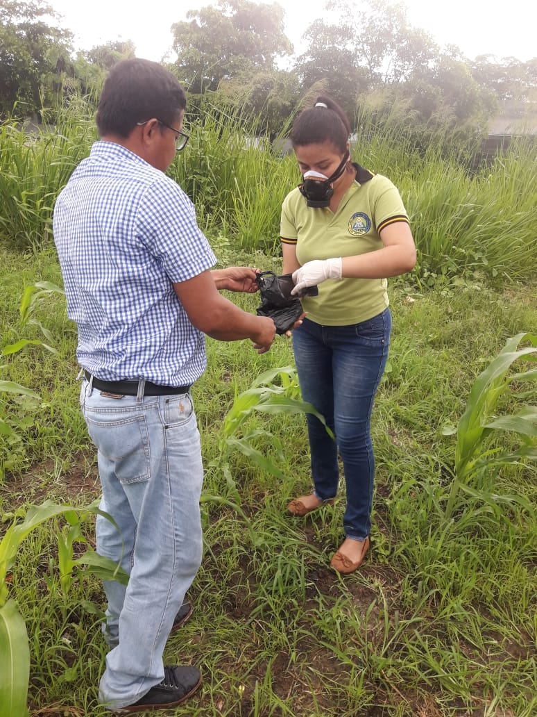 ISTPEM1's tweet photo. Estudiantes de III nivel de tecnología superior en Producción Agropecuaria aplicaron cebo para el control de gusano cogollero en parcela de maíz criollo. https://t.co/ziQkmizSTw