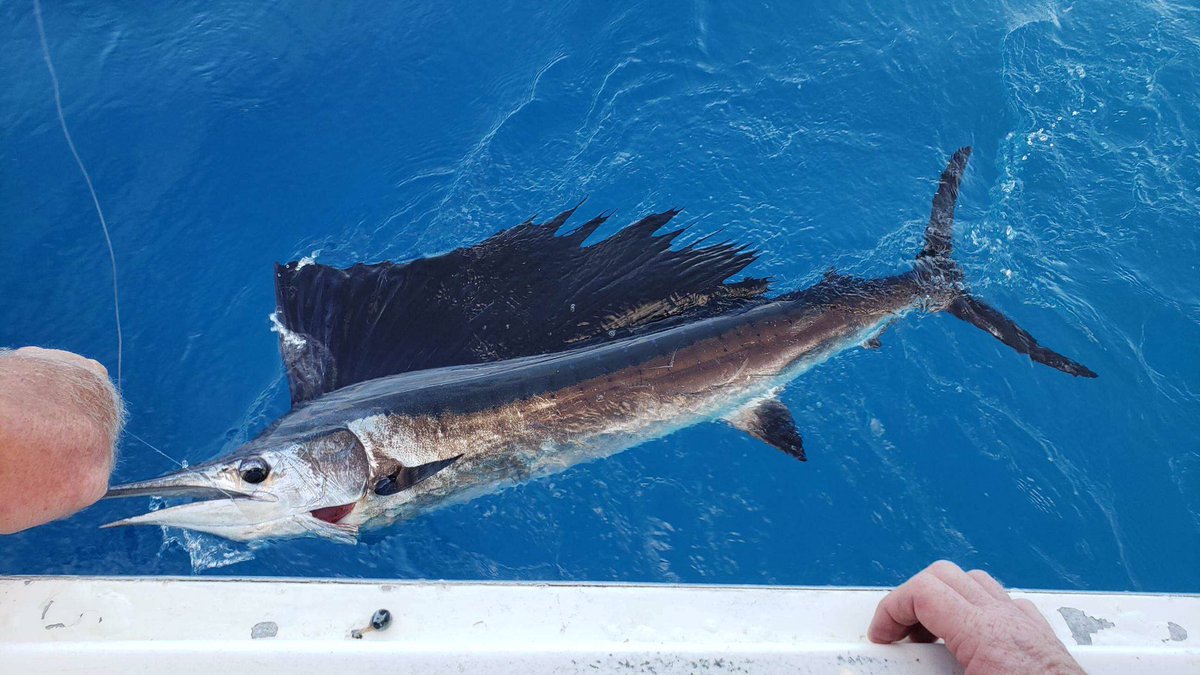 Went Fishing for fun, ended up spending $1500! Took 42 minutes to bring in, thankful the captain put the boat in reverse! Caught 20 minutes into our 6 hour excursion!