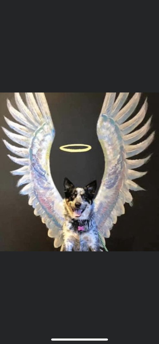 Ethan Quisenberry tweet media