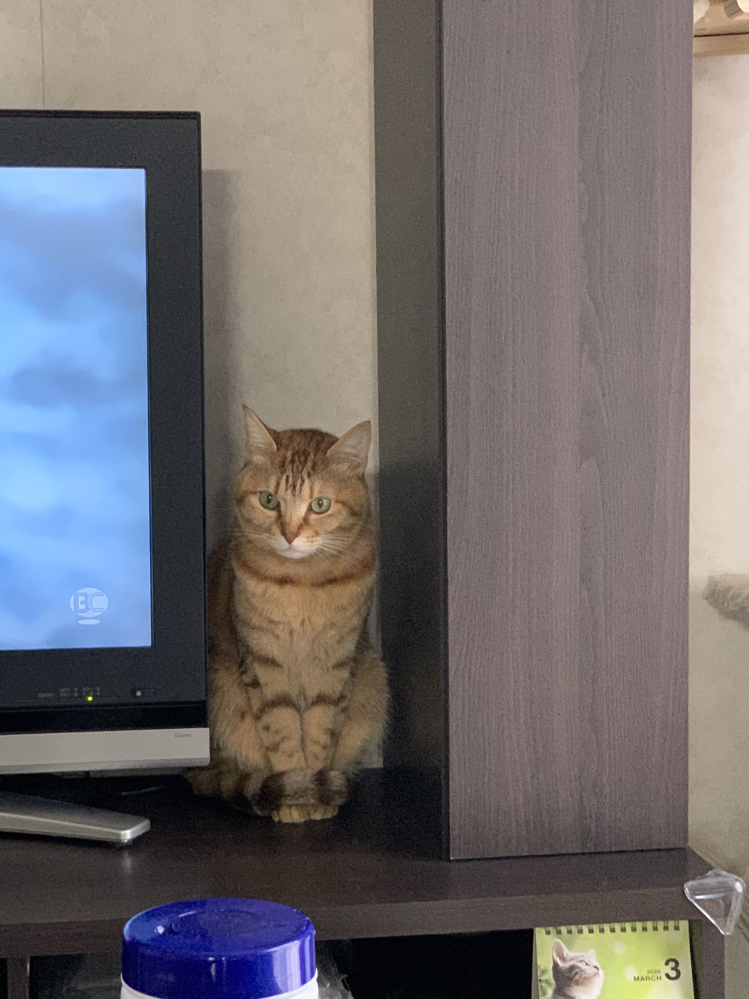 隙間に猫 Twitter Search Twitter