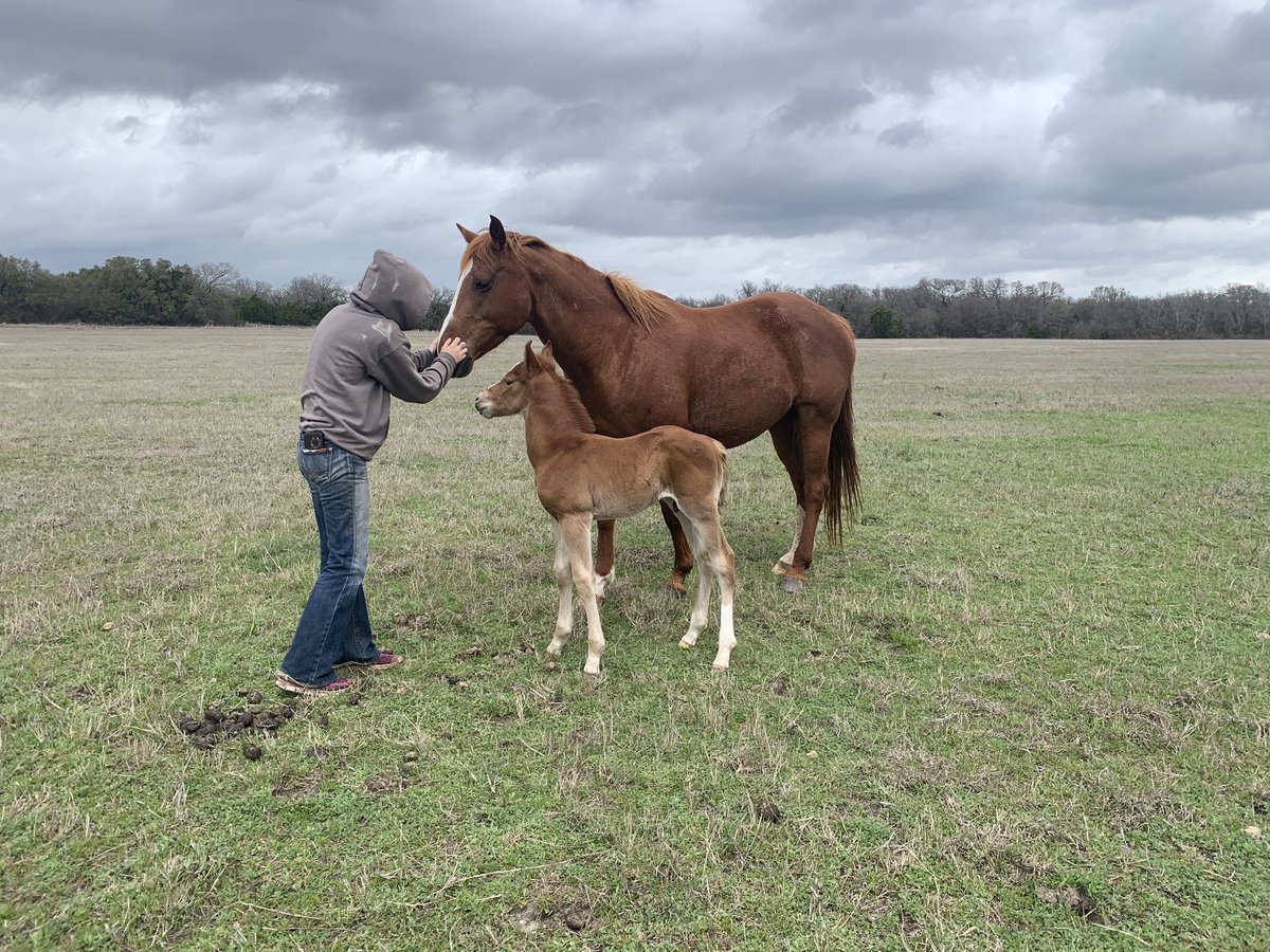 ReptarRoller's tweet photo. I feel this is a long shot, especially on Twitter. But we are desperate. Does anyone within 4 hours from STEPHENVILLE need a wet mare. She lost her baby in a freak accident today. This is a very special mare. https://t.co/6TZpWPi4Vk