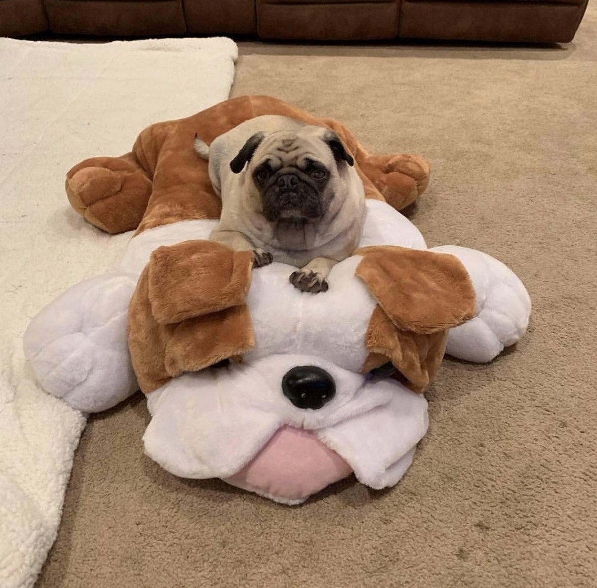 How Old Is Faze Rugs Dog Bosley