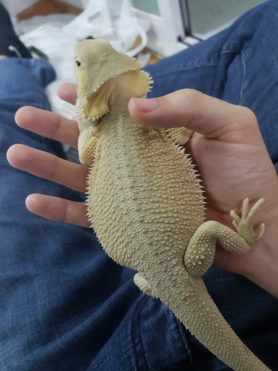 OG_Dragons's tweet photo. Witblit filling out nicely. https://t.co/xv2FfisIDH