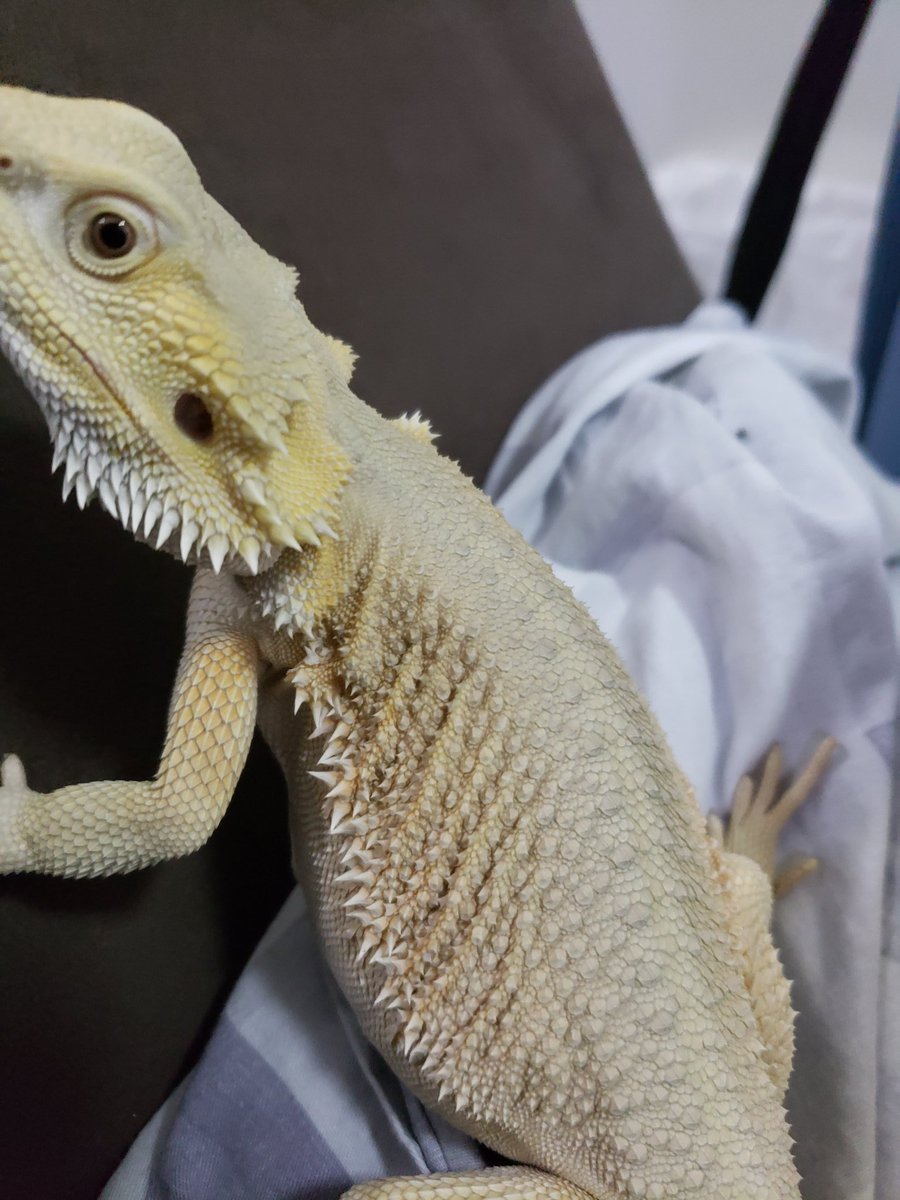 OG_Dragons's tweet photo. Witblit filling out nicely. https://t.co/xv2FfisIDH