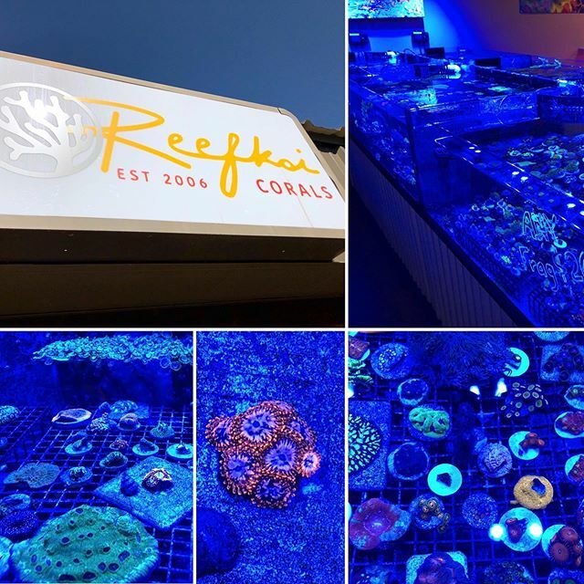 fishstreet_de's tweet photo. Today at @reefkoi 👍 Colorado Springs https://t.co/LCC3BviMs1 https://t.co/eKYpGGuEU3
