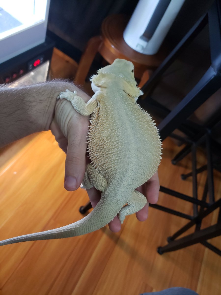 OG_Dragons's tweet photo. Witblit filling out nicely. https://t.co/xv2FfisIDH
