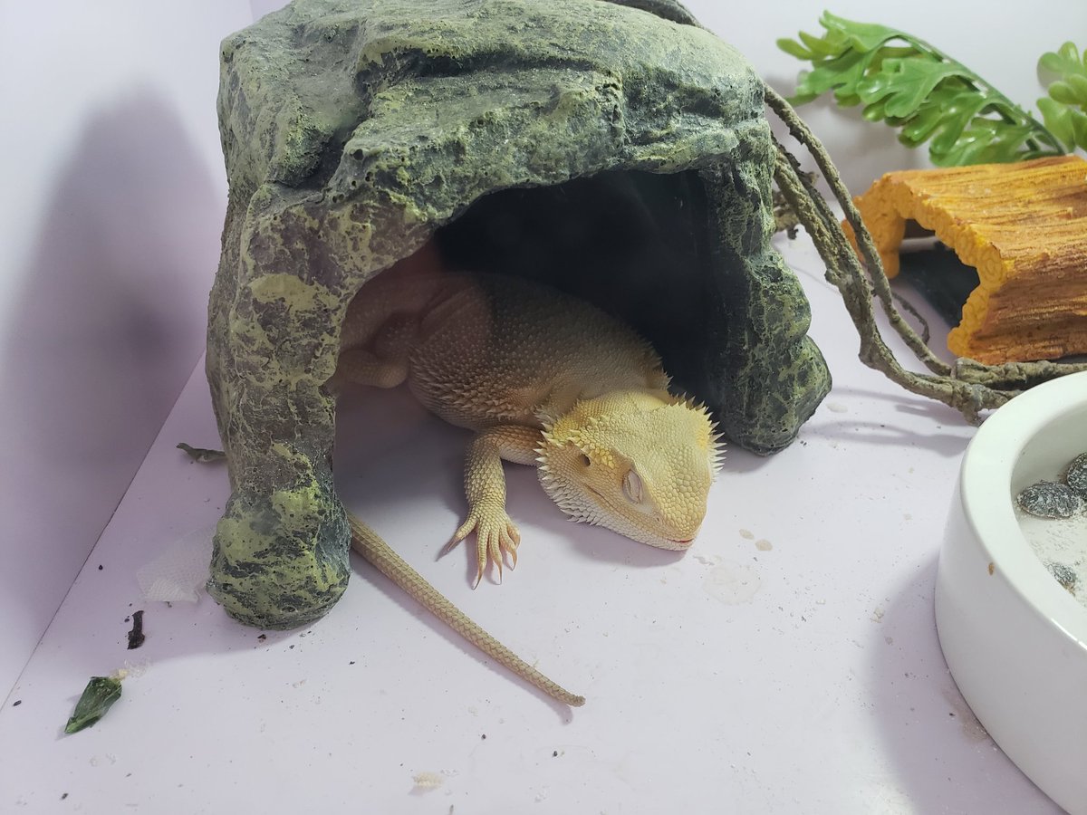 OG_Dragons's tweet photo. Witblit filling out nicely. https://t.co/xv2FfisIDH