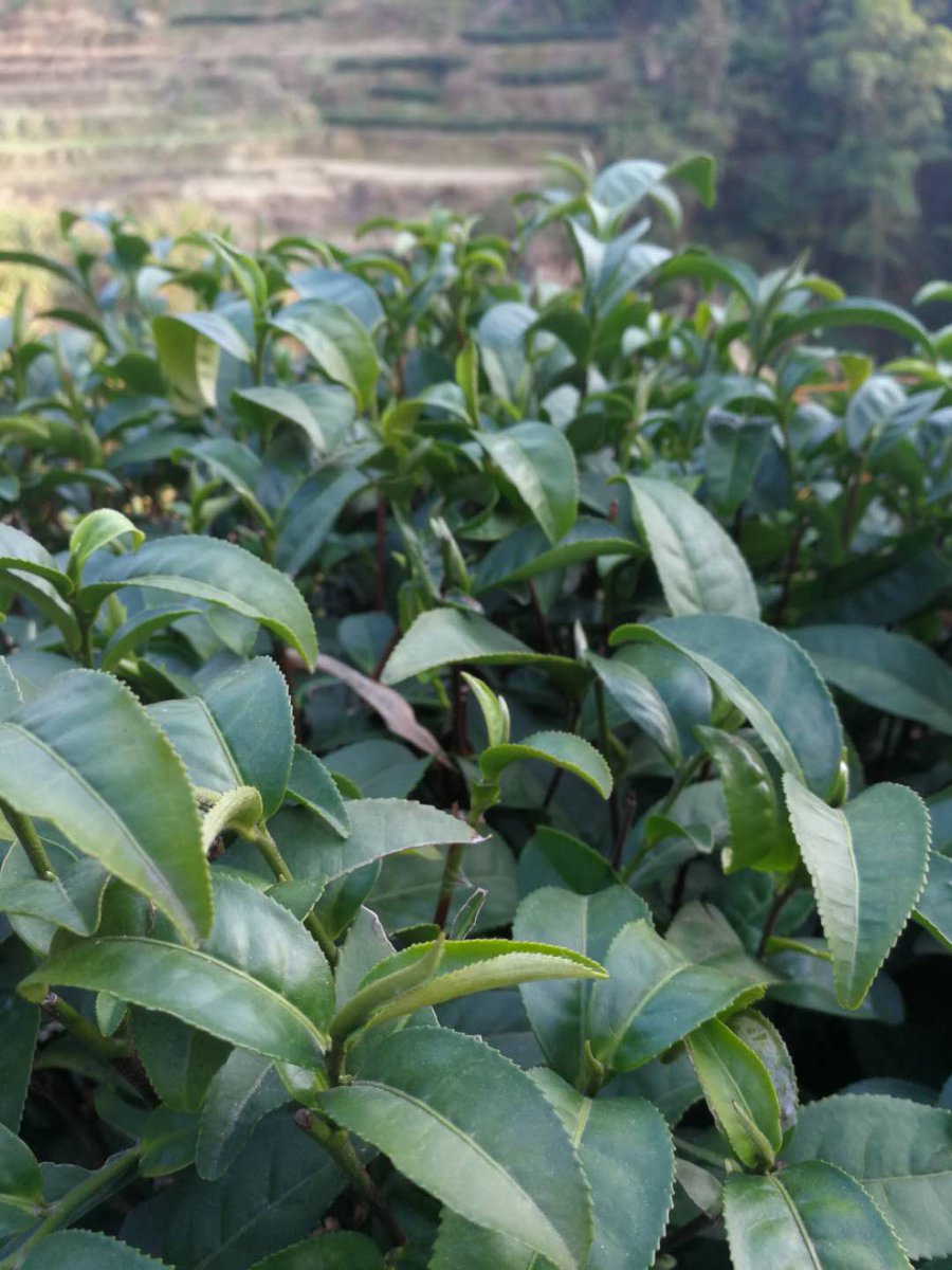 AcupspringTea's tweet photo. 2020 new tea season will coming soon
#blacktea,#whitetea,#Oolong,#greentea,#whitetea,#Puerh,#puer,#teashop,#tearoom,#tealover,#buytea,#chinatea https://t.co/wYuDR59Aid