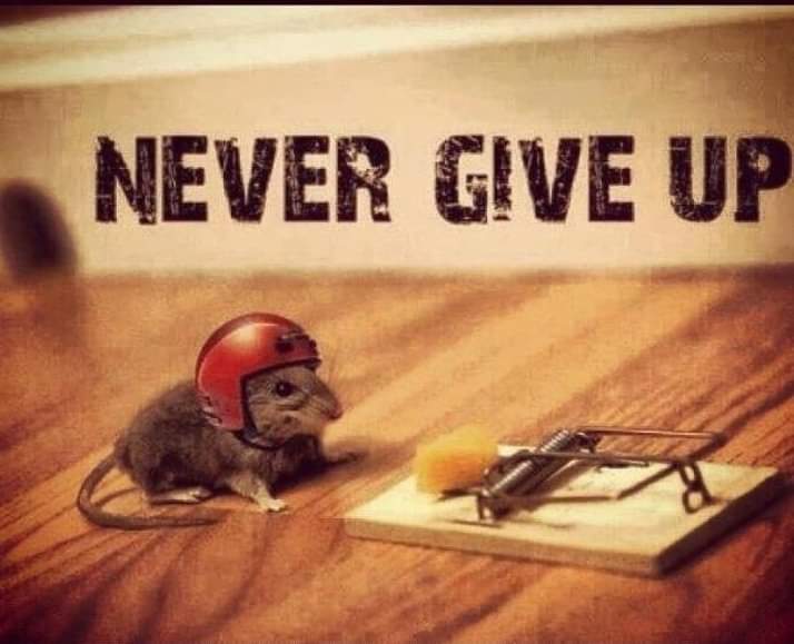 Davide Buscato tweet media