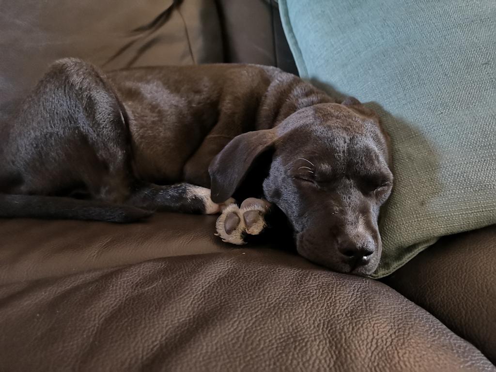 Kenpach1_za's tweet photo. We rescued a little puppy. Meet Coco 🥺🥺 https://t.co/n8Jk2Vj0EH