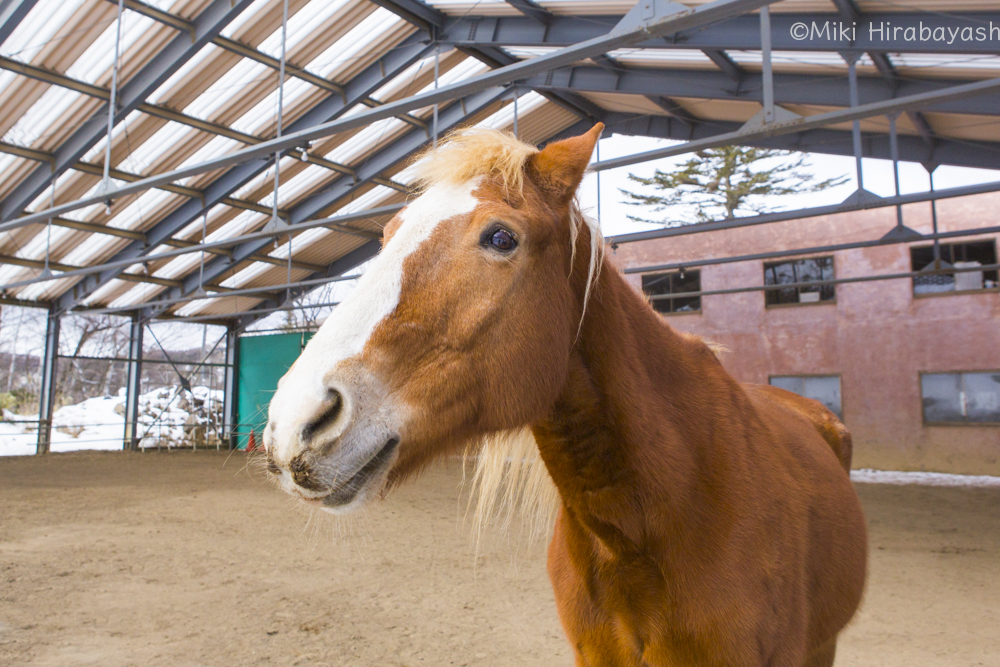 Photographer平林美紀 No Twitter 長野県の乗馬牧場 ホープロッジ で出会った美しい尾花栗毛のシャイアン オス 尾花栗毛 とは 馬の毛色の呼び名のひとつで 体の色が 栗のような色 で まえがみ たてがみ 尾毛が ススキの花穂 尾花 のような色の馬の