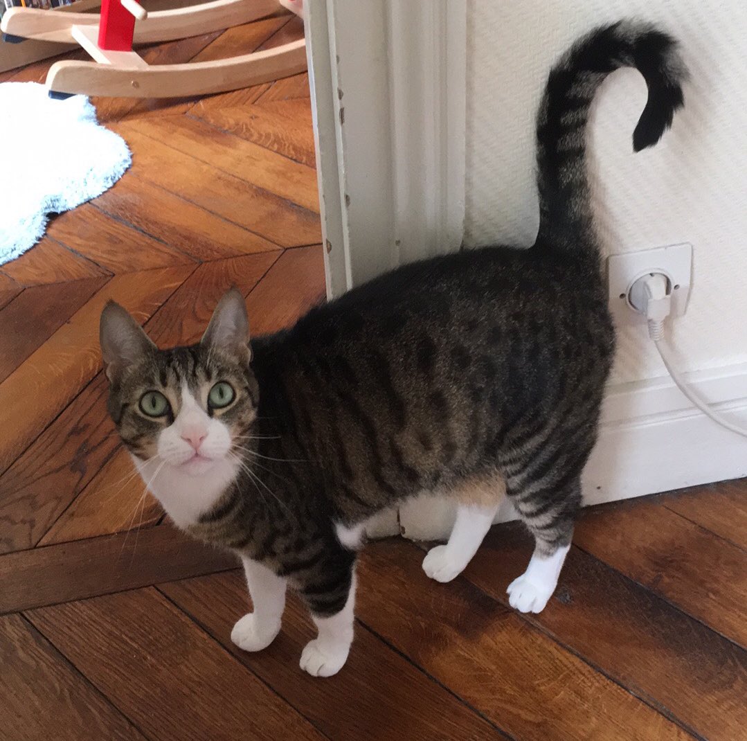 ThomasBurgel's tweet photo. Team 19e / Laumière / Armand Carrel, appel à toutes les unités : j’ai perdu ma chatte 😿😿😿. 
Elle vit au 3 avenue de Laumière, elle est sortie en douce hier soir de chez nous. Elle a été aperçue dans l’immeuble mais est peut-être sortie. 
Si vous la voyez : MP ! RT suppliés. https://t.co/uJLWSHPkVN