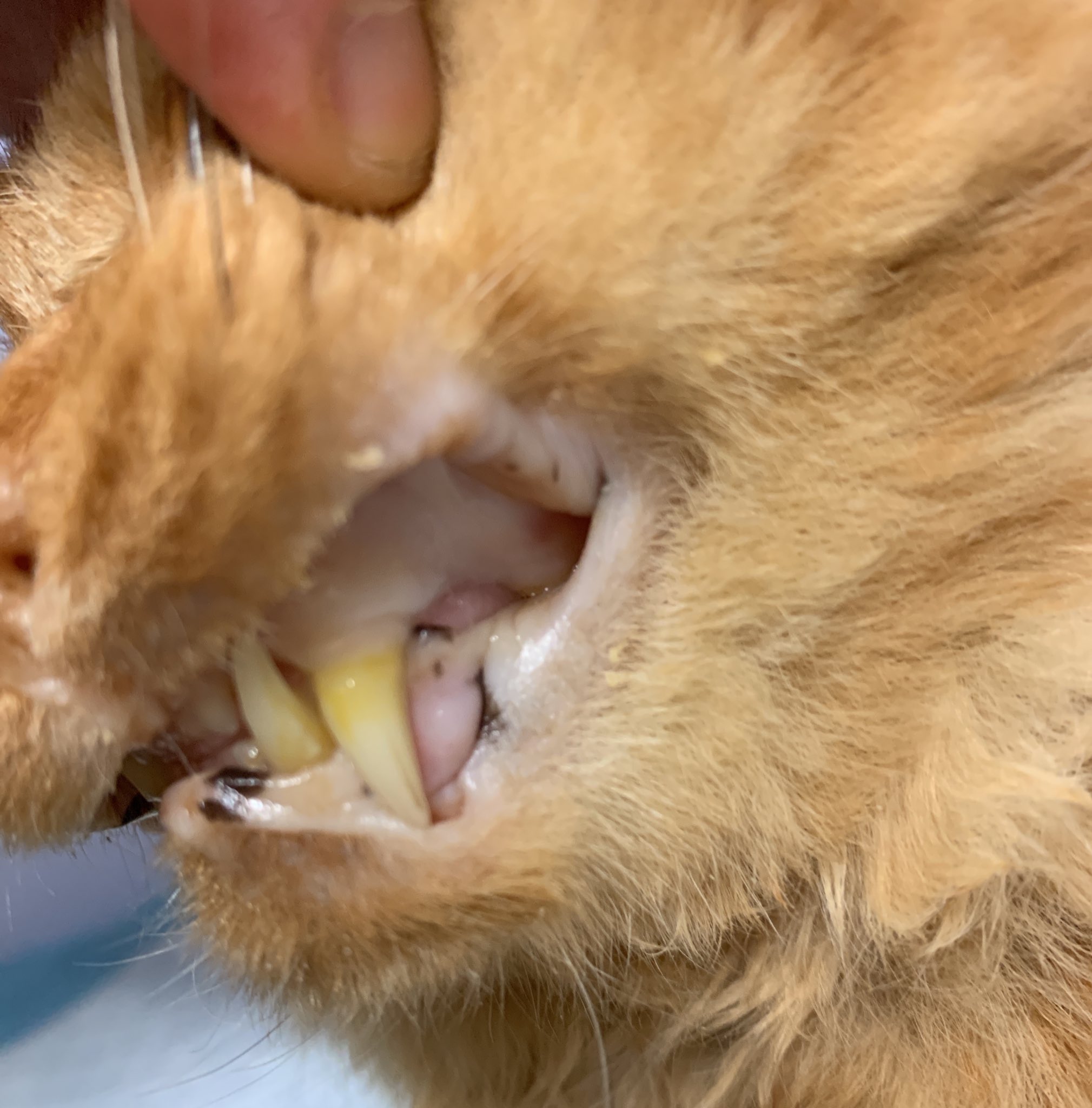 Maru Wellcat 貧血 猫の貧血は割と簡単にわかります 目の結膜や歯茎が白っぽくなっていたら 貧血を疑ってみて下さい 前の写真が健康な猫の歯茎で 後の写真が貧血の猫の歯茎です 猫の貧血は大きな病気の一因です 手遅れになる前に早めに病院に連れ