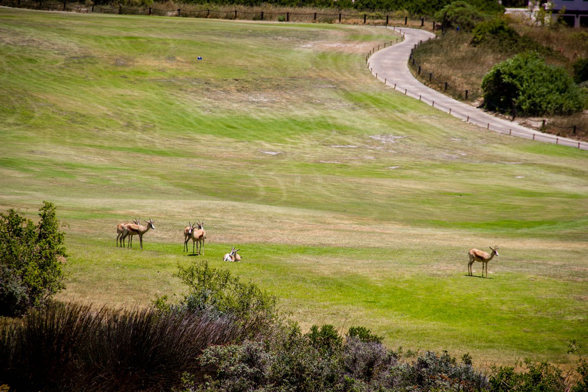 AtlanticBeachL's tweet photo. It's #TravelTuesday!
Come and enjoy the view of our golf course, often with Springbok grazing from your room, in the distance and the silhouette of Table Mountain.
What a view!
#WeskusBeskus
#CapeWay
#TableMountain https://t.co/QZBlvASLyl