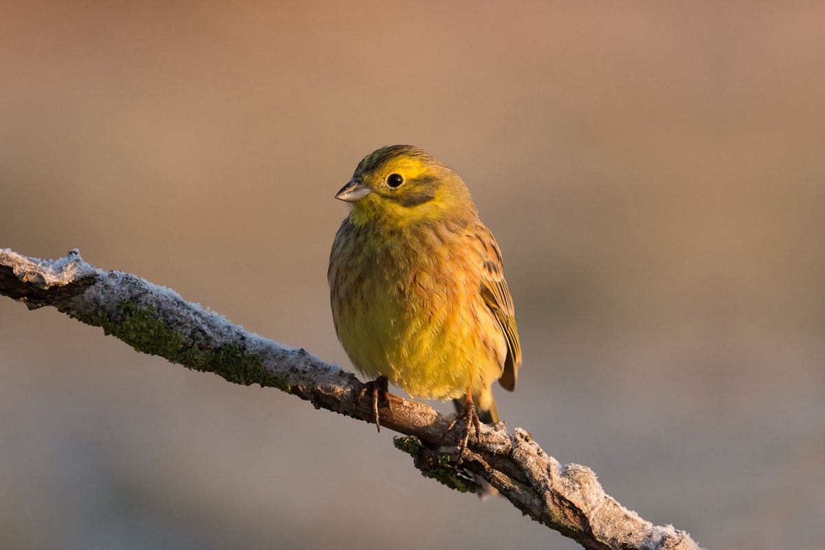 The early bird catches the best holiday offers 🐦

We’ve got a cracking offer for you. If you book your next stay at YHA The Sill at Hadrian's Wall more than 90 days in advance, we’ll give you 10% off the price of your stay ⬇️

ow.ly/7J7o50yGHGZ