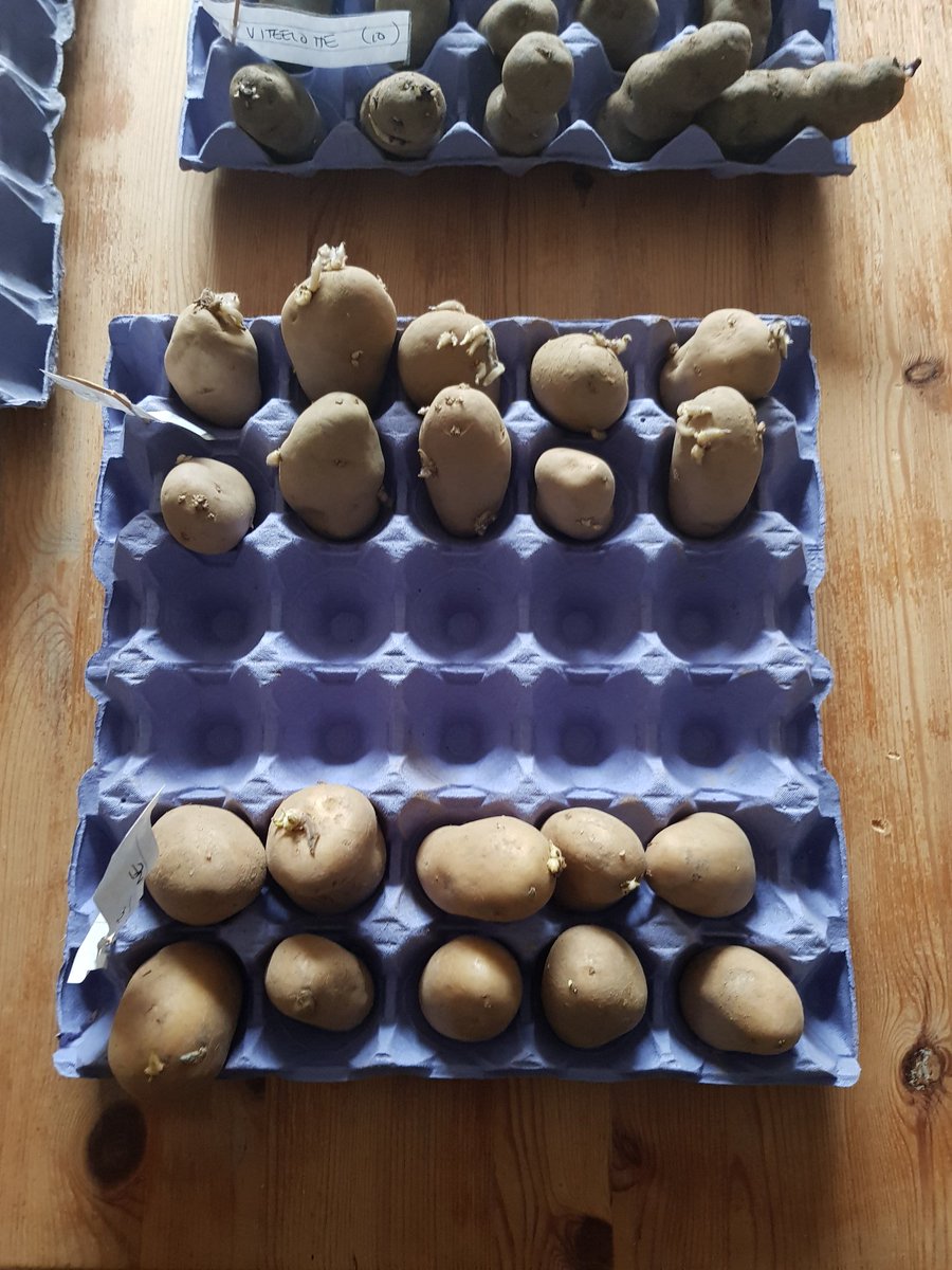 GoodFoodKitchen's tweet image. It is the season for #chitting potatoes. Thanks Michelle from @OtterFarmUK for quick delivery of Belle de Fontenay, Gourmandine and other delights