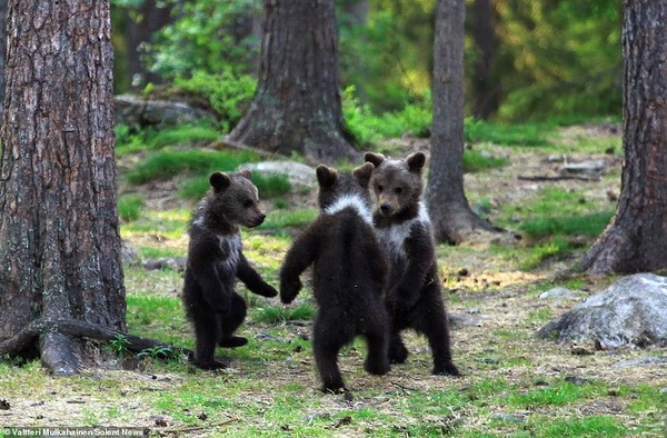 zoopicture's tweet photo. Медвежий хоровод в финском лесу
#Животные
https://t.co/8QNgNU7Vum https://t.co/RuMuHkLo2O