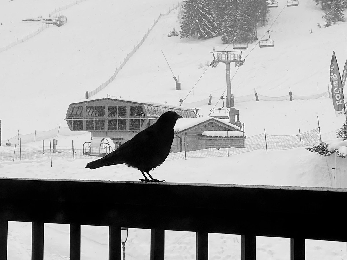 RackFramboise's tweet photo. #Matin sur le #balcon . Il neige, les oiseaux chantent, cela va être une belle journée à @courchevel . ☺️ #rackframboise #courchevel #oiseau #nomakeup #aumatin #morning #nomua #bonnejournee #bonnejournée #bonmatin #pyjama #nature #naturelle #neige #snow #montagne #mountain https://t.co/nPcz3yl4vn