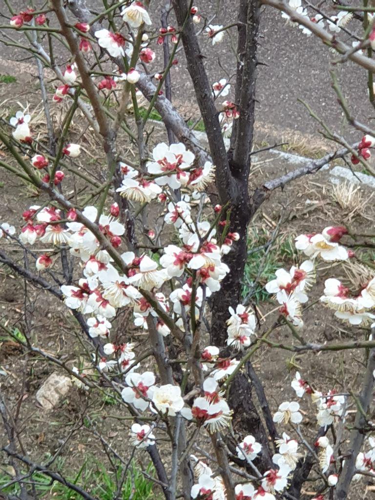 hwabc's tweet image. 코로나 속에도 봄이 왔어요. 우리동네 개천가에서......