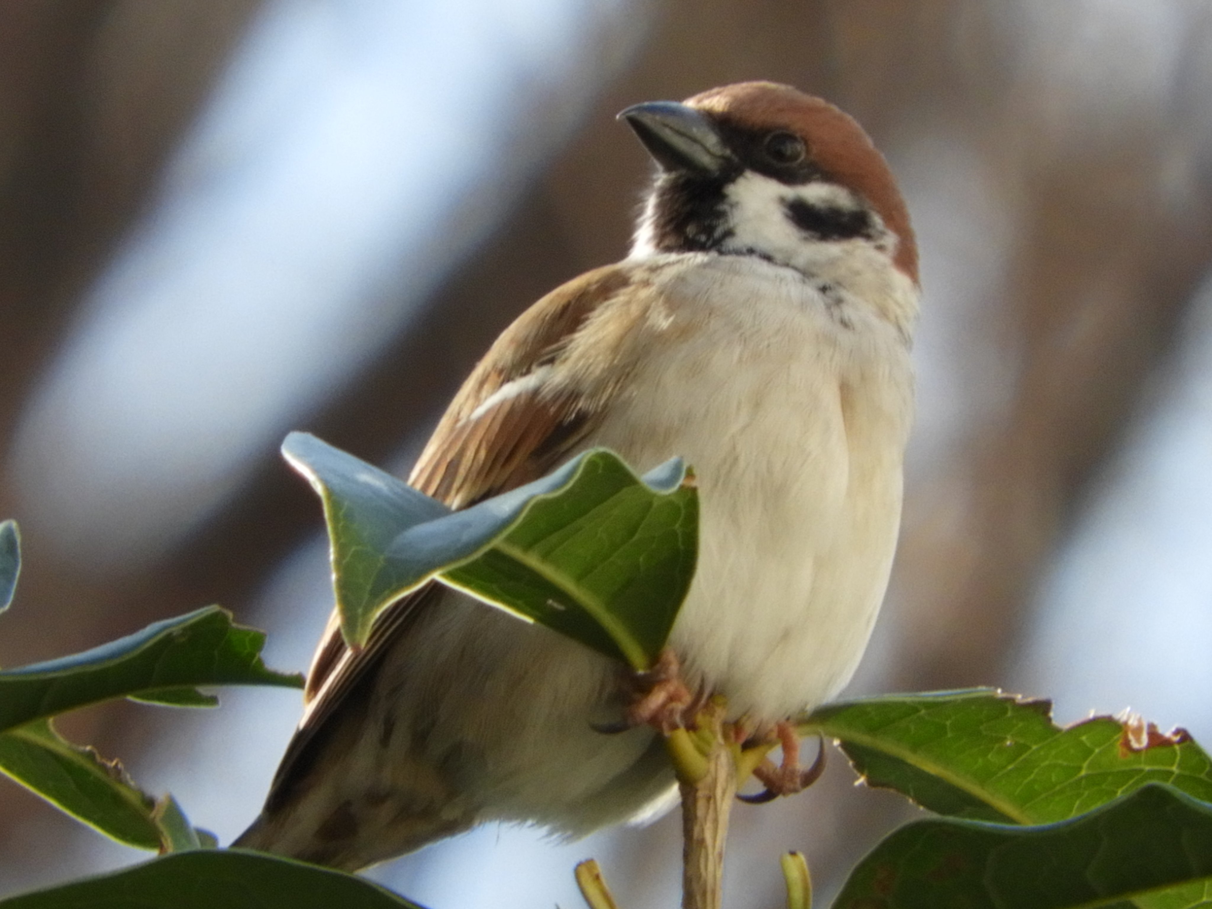 都立戸山公園 園長の採れたて情報 どこにでもいるスズメです しかしハトのように人間に近くに寄ってきません 鳴き声につられ撮影してみましたが よく見るとキュートな鳥 身近なスズメも意外にアップでは見れないため スズメのかわいい姿を見る事が出来