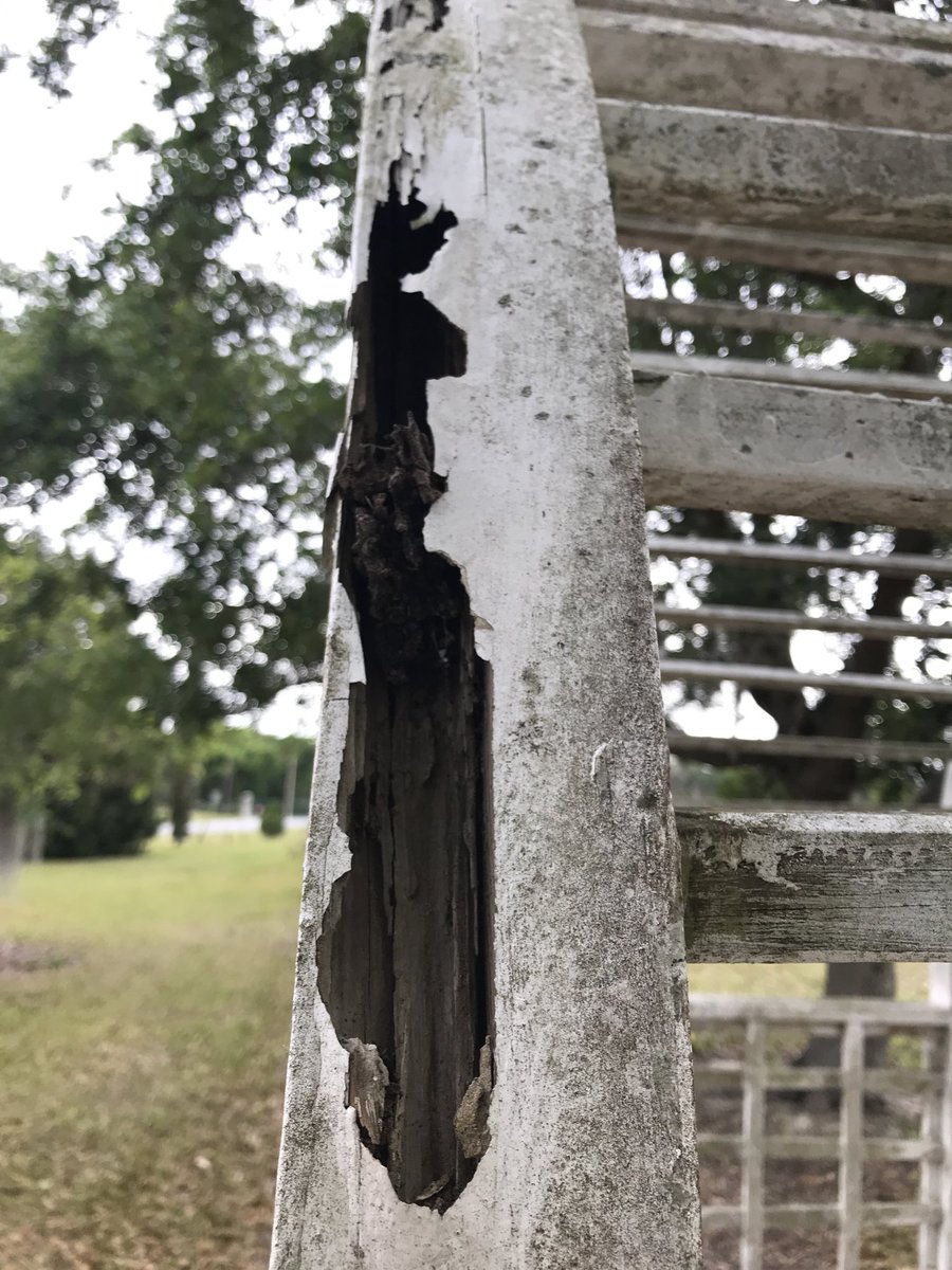 PMU_News's tweet photo. Lots of #WDOs to find at this week’s #UFPMU #UFBugs Termite Masters course! Interested in other classes? Check out https://t.co/vCjsVvRyOB @saqibiam @nplace01 https://t.co/JlBv4vE4yU