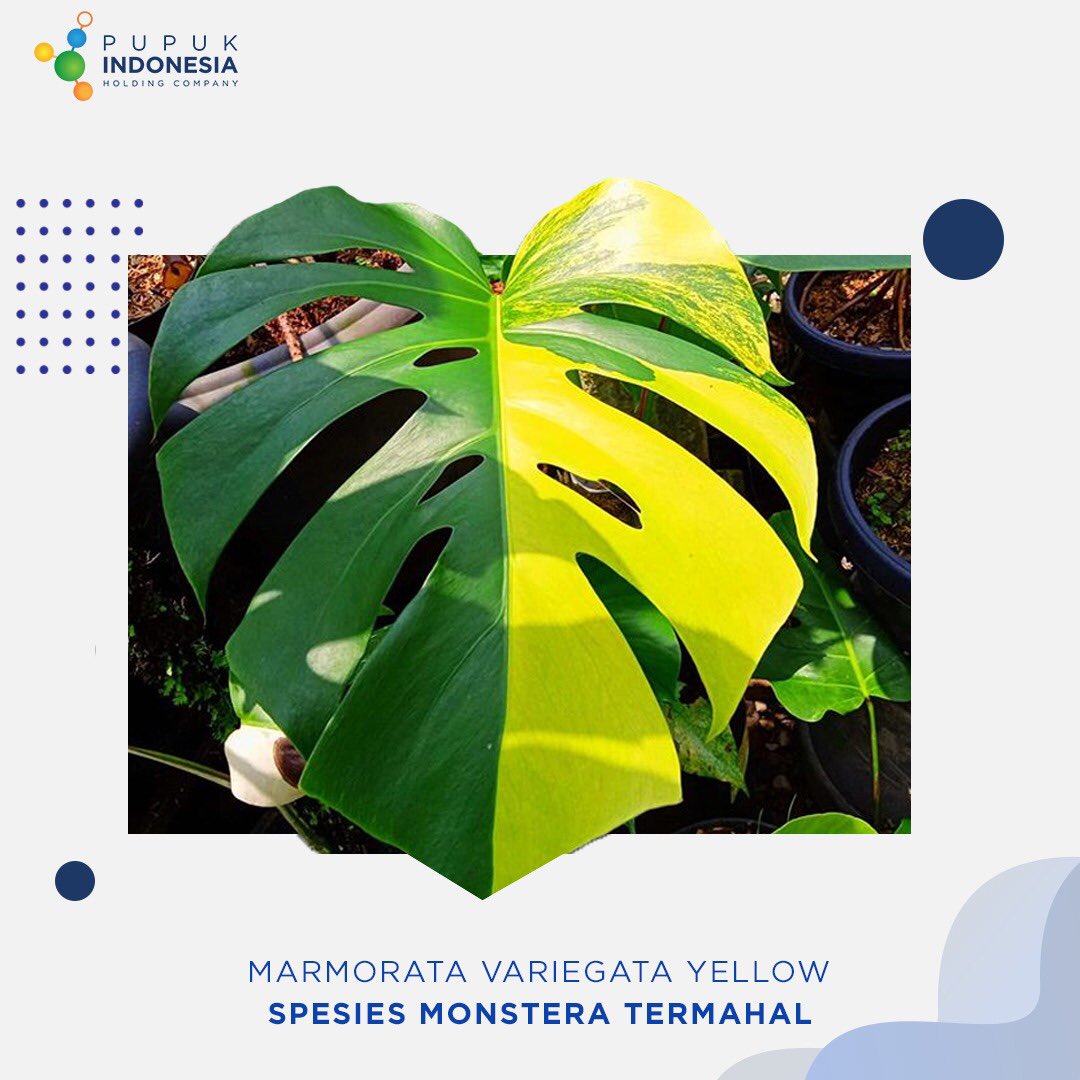 Pt Pupuk Indonesia On Twitter Tanaman Yang Instagramable Ini Sempat Hits Beberapa Tahun Kebelakang Ternyata Eksistensinya Belum Menurun Kini Muncul Spesies Baru Monstera Marmorata Variegata Kuning Di Pasaran Harganya Bisa Mencapai Belasan