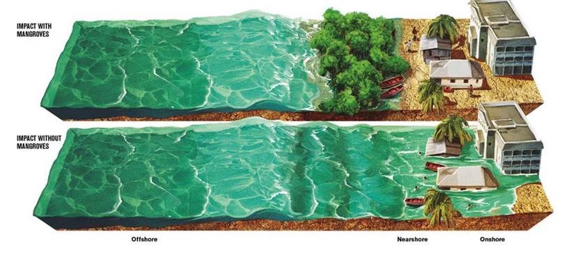 During intense storms, #mangroves reduce the number of people flooded and damages caused by nearly 50% in #Jamaica! Read the new report on these #ForcesOfNature: wrld.bg/N16s50yDWfD