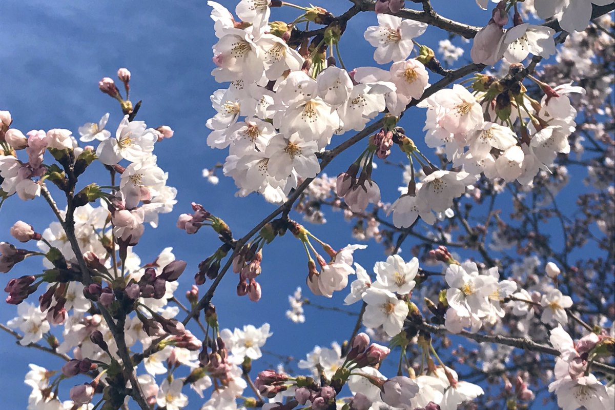 ট ইট র Aoitori 手洗いうがい 見えますか 愛する人よ 風に舞う 桜の花びらが 旅立つ あなたの未来を 今静かに 見守ってる また出会う そのときを 信じて 愛する人よ より 歌 秋川雅史 作詞 Yoshiki 作曲 秋川雅史 愛する人よ 秋川雅史