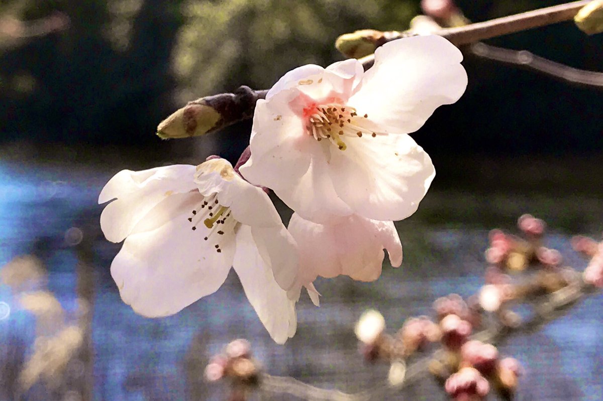 ট ইট র Aoitori 手洗いうがい 見えますか 愛する人よ 風に舞う 桜の花びらが 旅立つ あなたの未来を 今静かに 見守ってる また出会う そのときを 信じて 愛する人よ より 歌 秋川雅史 作詞 Yoshiki 作曲 秋川雅史 愛する人よ 秋川雅史