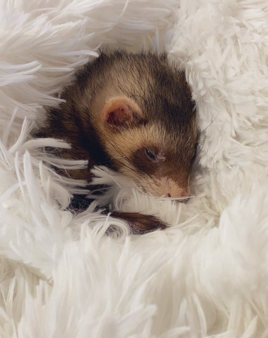 Mama loves you. Dook in peace. https://t.co/UwS78YmO0k<a href="/tag/bowsette"class="tags"><span>#bowsette</span></a>